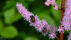 Lasiotrichius succinctus