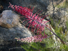 Grevillea dryandri