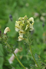 Pedicularis tuberosa