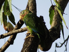 Amazona collaria
