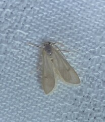 Acentria