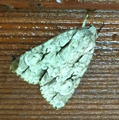 Acronicta lobeliae