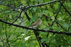 Phylloscopus sindianus