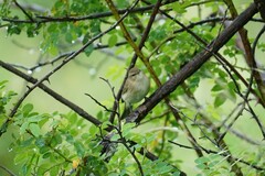 Phylloscopus sindianus