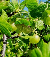 Psammotis pulveralis