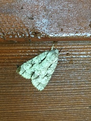 Acronicta lobeliae
