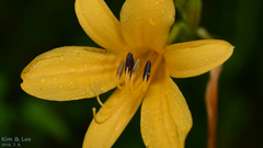 Hemerocallis hakuunensis