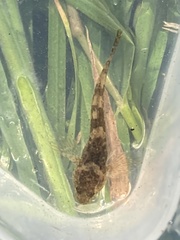 Cottus gobio
