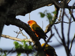 Aratinga solstitialis