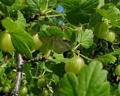 Psammotis pulveralis