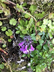 Clinopodium laxiflorum