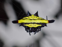 Gasteracantha sturi