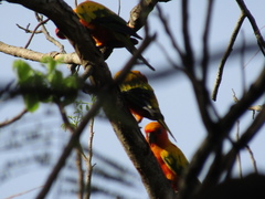 Aratinga solstitialis