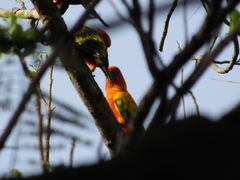 Aratinga solstitialis