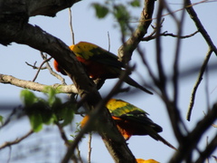 Aratinga solstitialis