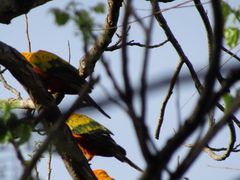 Aratinga solstitialis