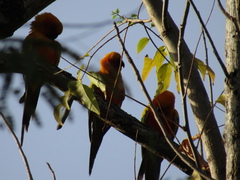 Aratinga solstitialis