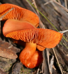 Cortinarius persplendidus