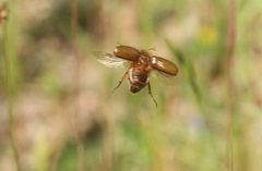 Amphimallon fallenii
