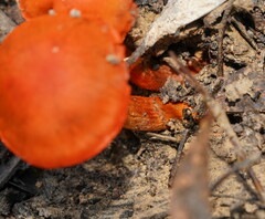 Cortinarius persplendidus