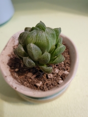 Haworthia cooperi