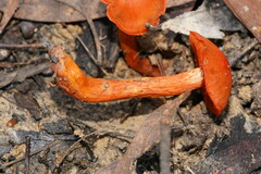 Cortinarius persplendidus