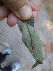 Liriomyza philadelphivora