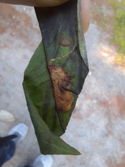 Liriomyza philadelphivora