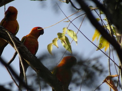 Aratinga solstitialis