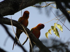 Aratinga solstitialis