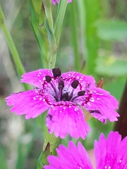 Microbotryum dianthorum