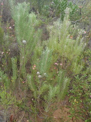 Leucadendron galpinii
