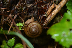 Nesiohelix samarangae