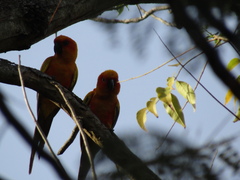 Aratinga solstitialis