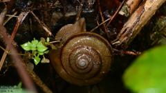 Nesiohelix samarangae