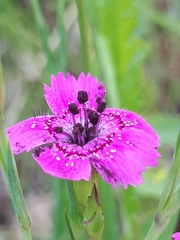 Microbotryum dianthorum