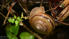 Nesiohelix samarangae