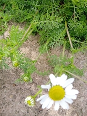 Tripleurospermum maritimum