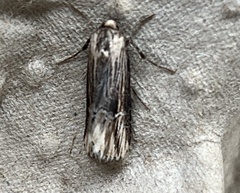 Crambodes talidiformis