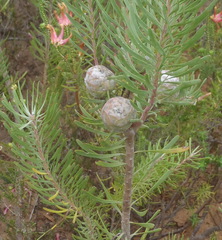 Leucadendron galpinii