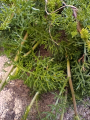 Tripleurospermum maritimum