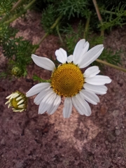 Tripleurospermum maritimum