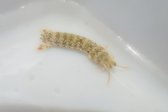 Gonodactylus chiragra