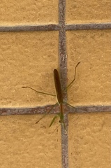 Tenodera superstitiosa