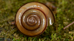 Nesiohelix samarangae