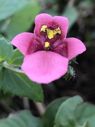 Diascia mollis, photograph 6