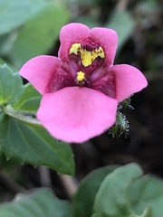 Diascia mollis, photograph (c) Tam, some rights reserved (CC BY-SA)
