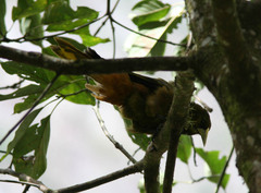 Psarocolius atrovirens