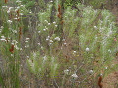Leucadendron galpinii