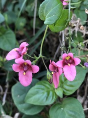 Diascia mollis, photograph (c) Tam, some rights reserved (CC BY-SA)